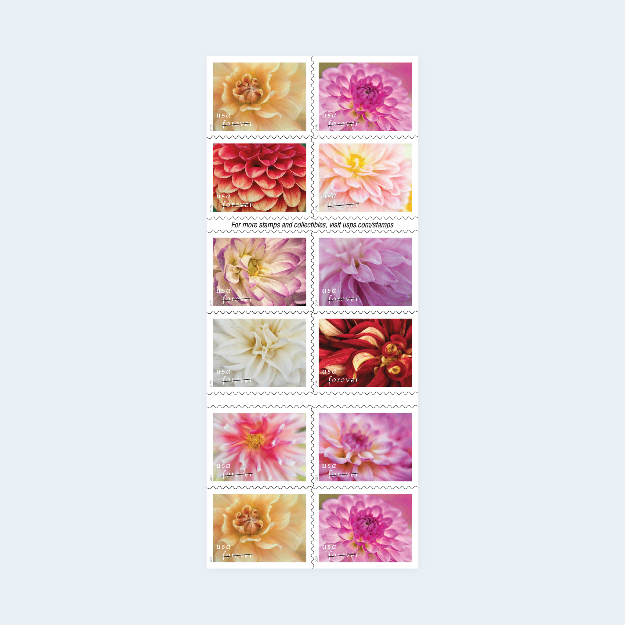 2025 Dahlias Forever Stamps: Self-Adhesive Booklets for First-Class Mail