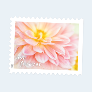 2025 Dahlias Forever Stamps: Self-Adhesive Booklets for First-Class Mail - Image 3