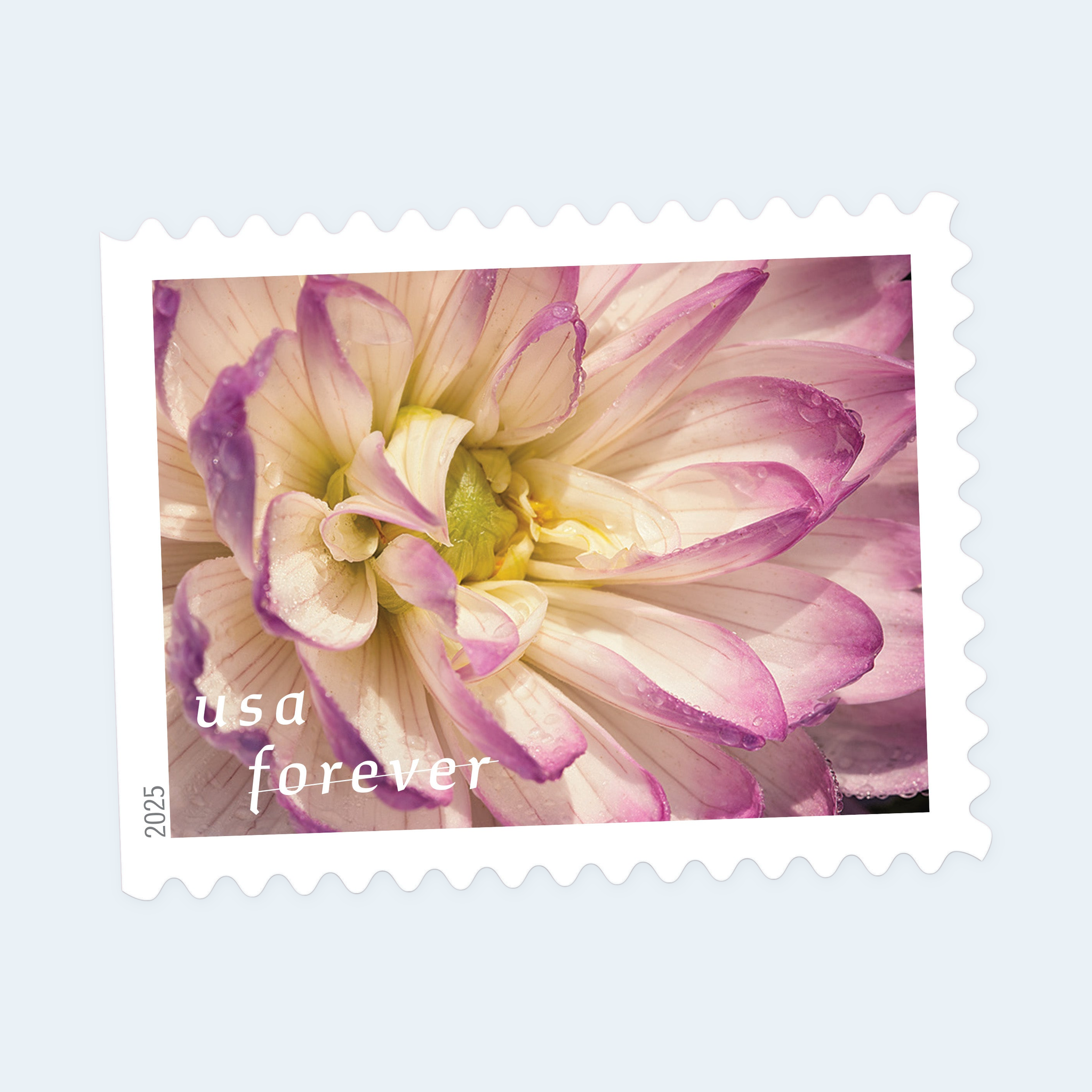 2025 Dahlias Forever Stamps: Self-Adhesive Booklets for First-Class Mail - Image 4