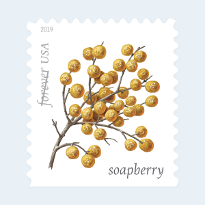 2019 Winter Berries Forever Stamps: Self-Adhesive Booklet for First-Class Mail - Image 2