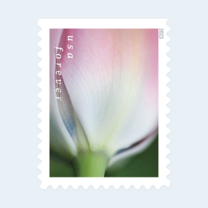 2023 Tulip Blossoms Forever Stamps: Self-Adhesive Booklets for First-Class Mail - Image 4
