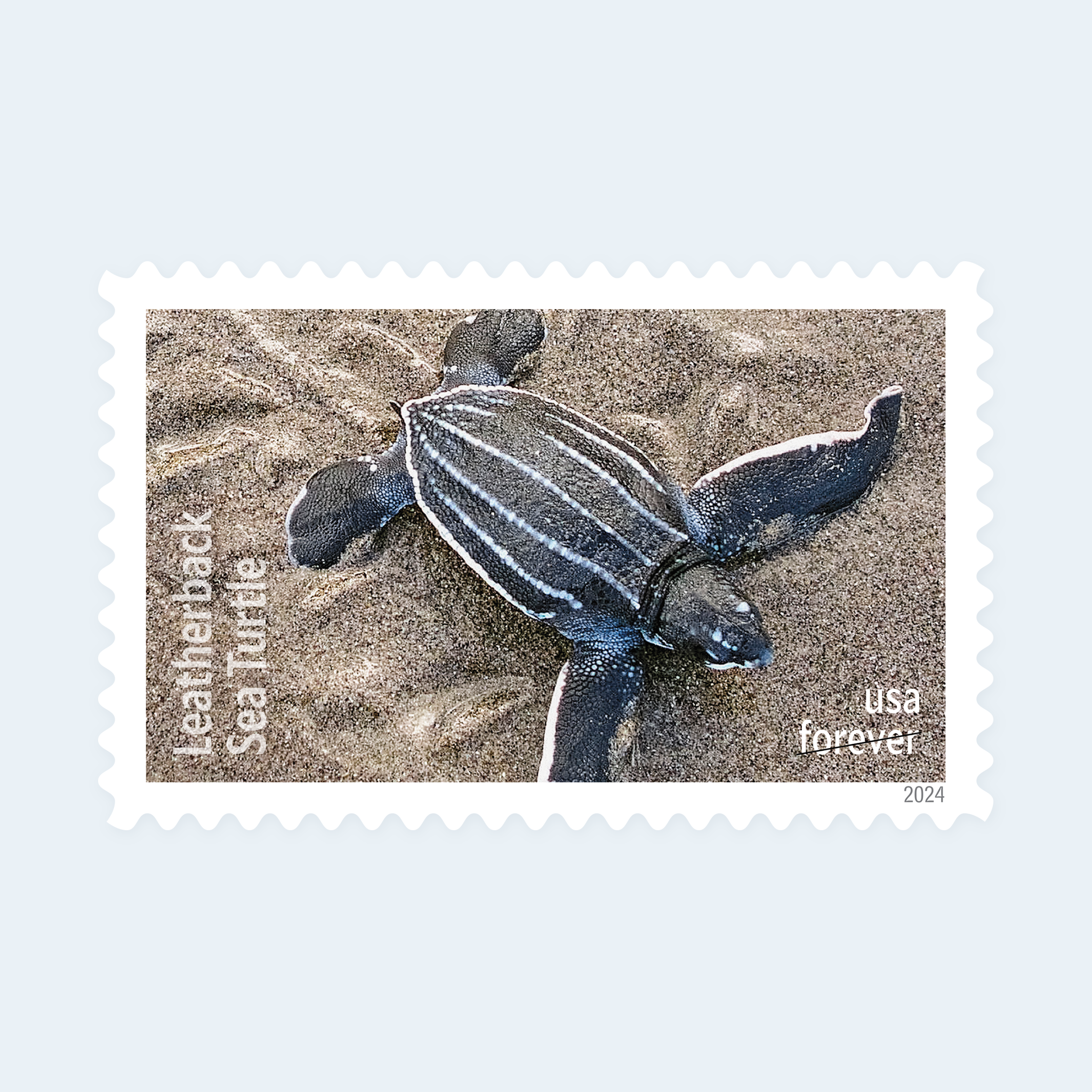 2024 Protect Sea Turtles Forever Stamps: Self-Adhesive Sheet for First-Class Mail - Image 4